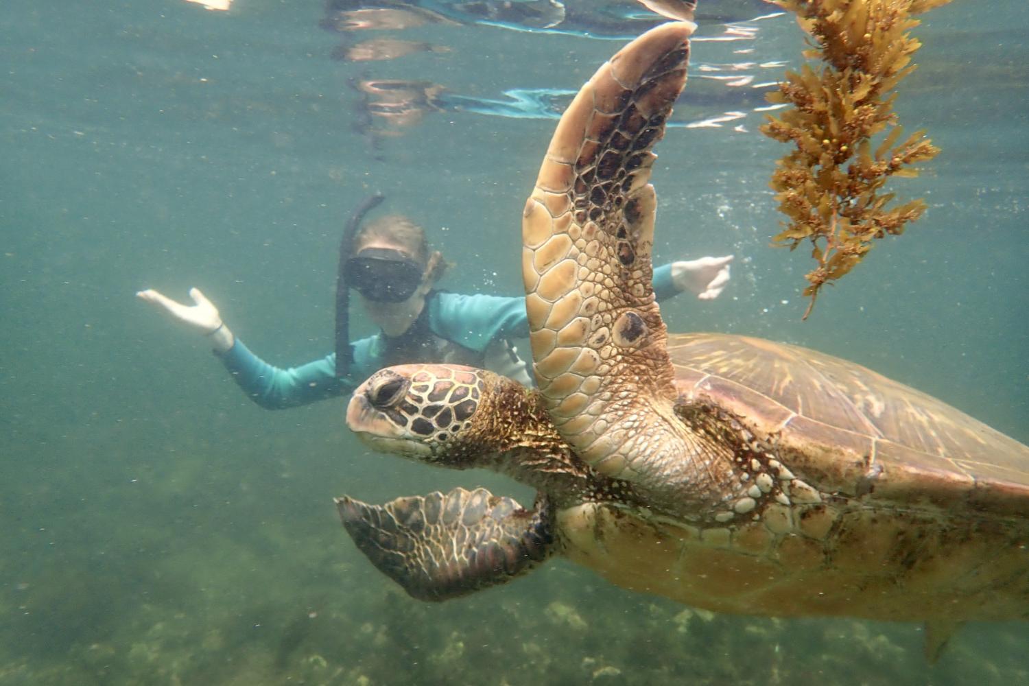 一名<a href='http://nyko.ngskmc-eis.net'>全球十大赌钱排行app</a>学生在Galápagos群岛游学途中与一只巨龟游泳.